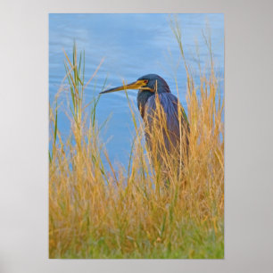 Póster Garça-real de Tricolored no lago