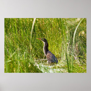 Poster "Garça-real escondida" (paisagem)