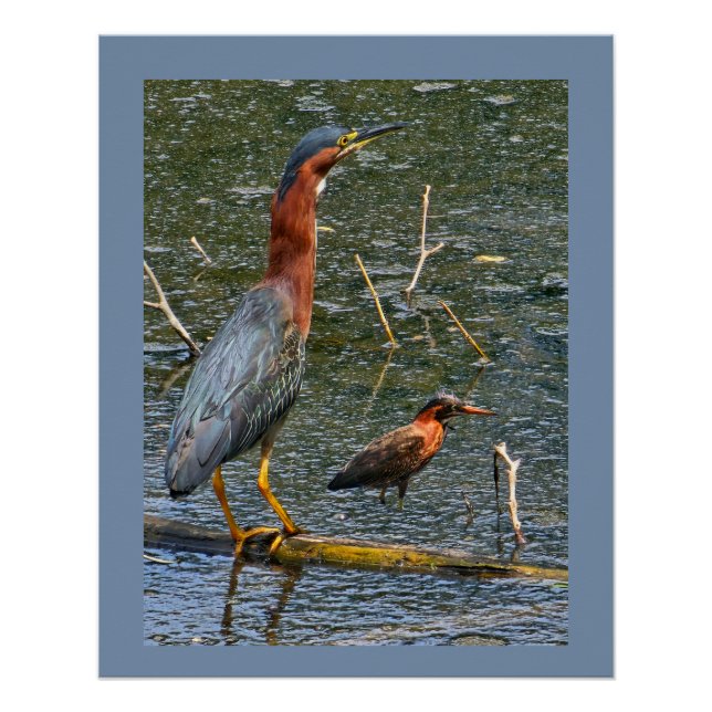 Póster Garça-verde (Butorides virescens) (Frente)