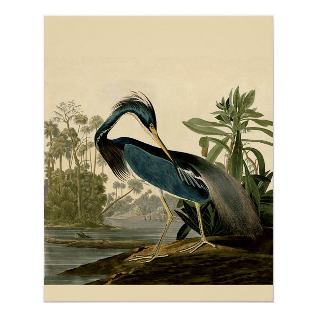 Póster Garças da Louisiana de Audubon Aves América Arte (Frente)
