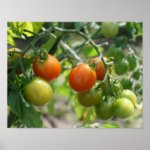 Póster Garden Chertomates Nature