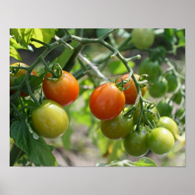 Póster Garden Chertomates Nature (Frente)