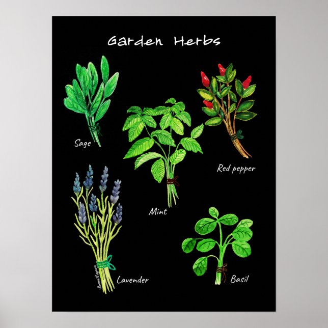 POSTER GARDEN HERBS (Frente)