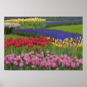 Poster Garden of tulips, Grape Hyacinth and