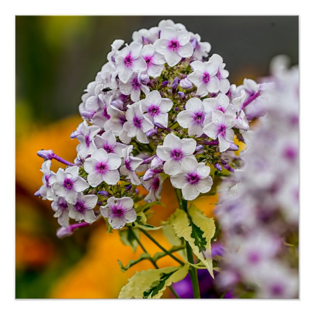 Póster Garden Phlox (Frente)