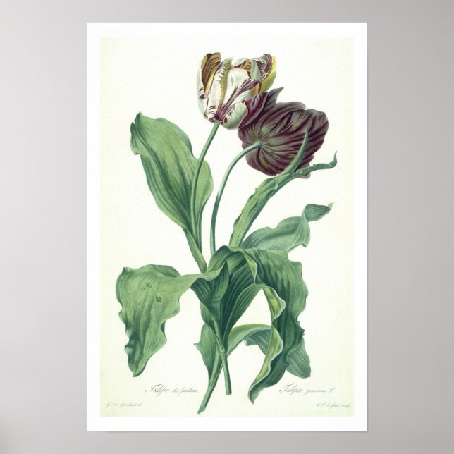 Poster Garden Tulip, de "Opera Botanica", gravada por L (Frente)