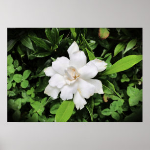 Poster Gardenia