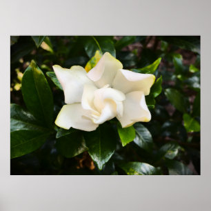 Poster Gardenia