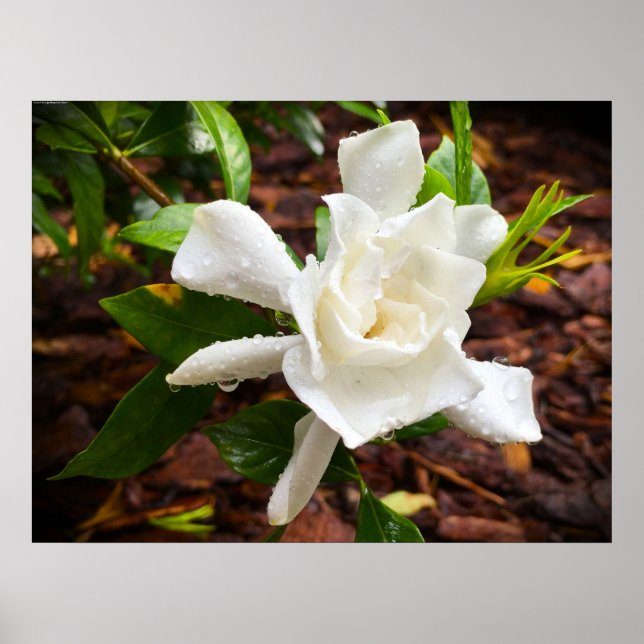 Poster Gardenia (Frente)