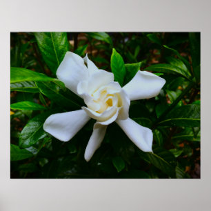 Poster Gardenia