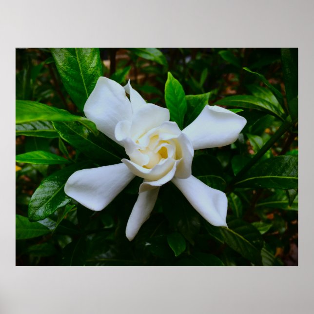Poster Gardenia (Frente)
