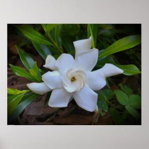 Poster Gardenia
