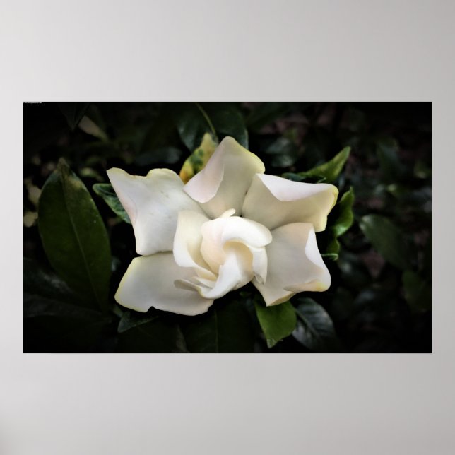 Poster Gardenia (Frente)