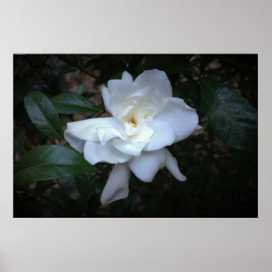 Poster Gardenia