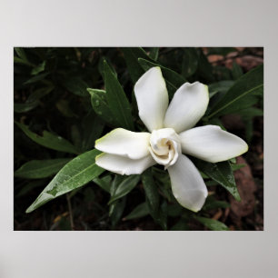 Poster Gardenia