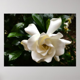 Poster Gardenia