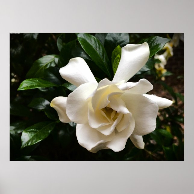 Poster Gardenia (Frente)