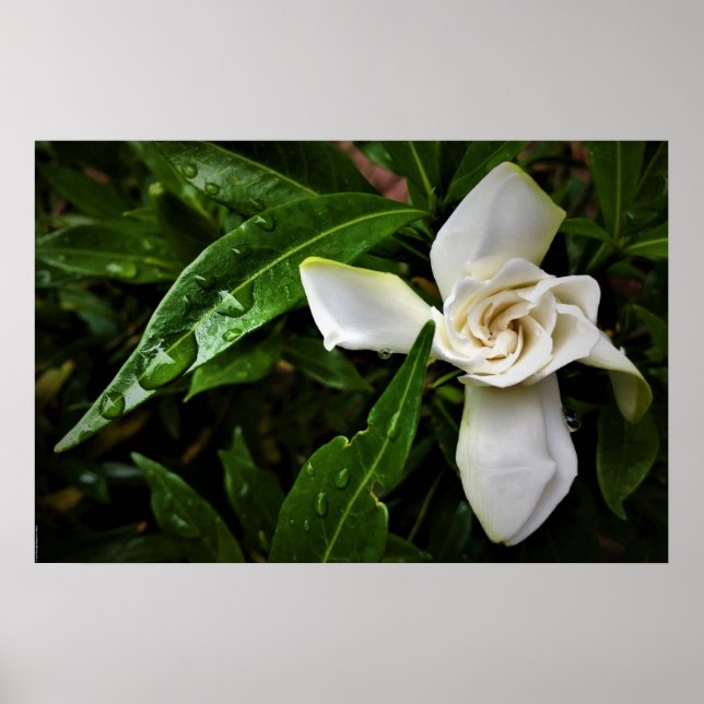 Poster Gardenia (Frente)