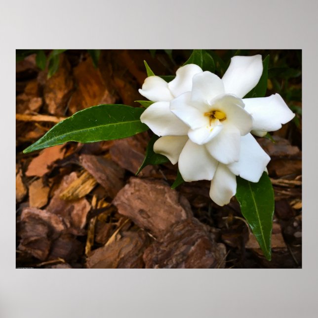 Poster Gardenia (Frente)