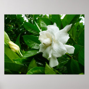 Póster Gardenia da selva