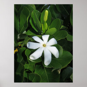 Poster Gardenia de Tahitian