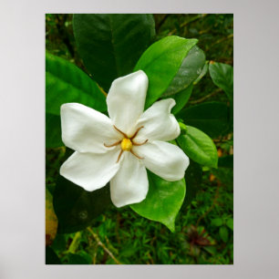 Poster Gardenia havaiano