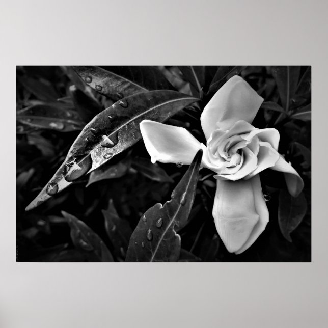 Poster Gardenia - Noir, (Frente)