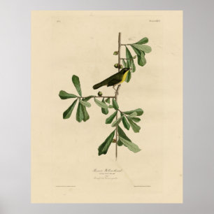 Poster Garganta amarela de Roscoe, Aves da América de Aud