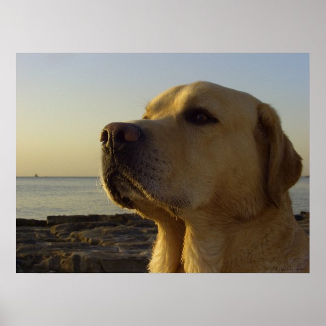 Póster Garoto Orgulhoso (Frente)