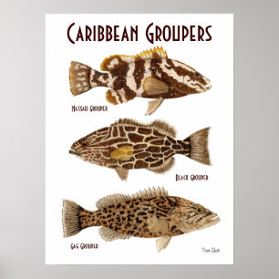 Poster Garoupas das caraíbas