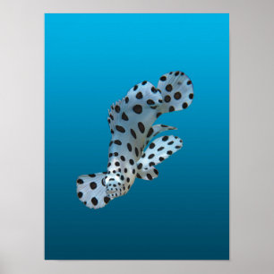 Poster Garroupa Jovem - Fundo azul gradiente
