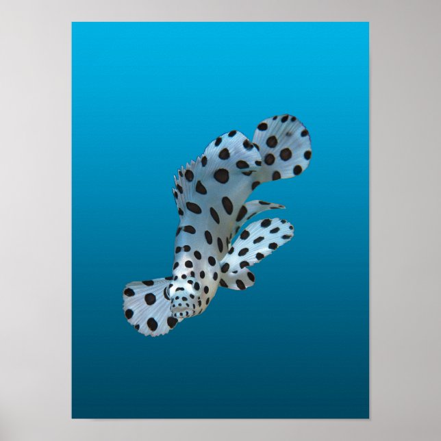 Poster Garroupa Jovem - Fundo azul gradiente |  (Frente)