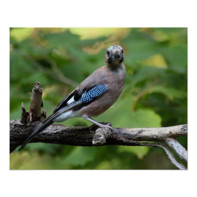 Póster Garrulus glandarius - Eichelhäher (Frente)