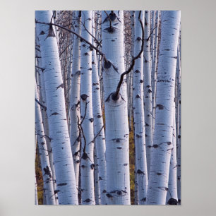 Póster Gastos No Parque Nacional De Gunnison