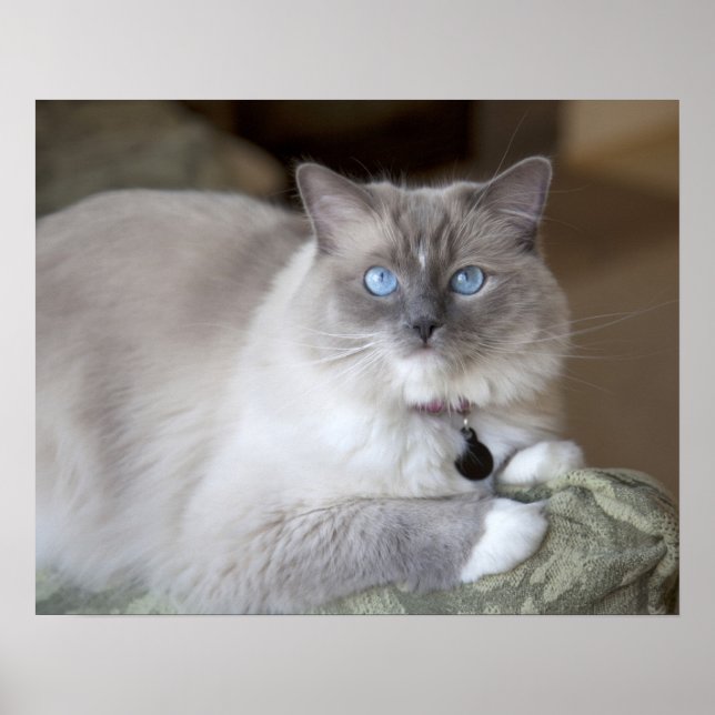 Póster Gata Ragdoll fêmea (Frente)