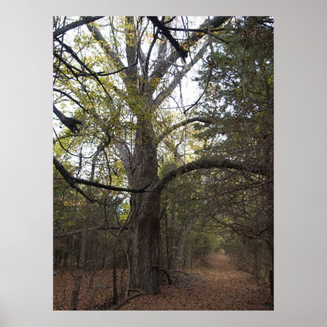 Poster Gateway Pecan (Frente)