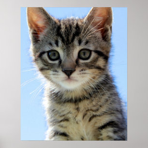 Póster gatinho