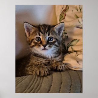 Poster Gatinho