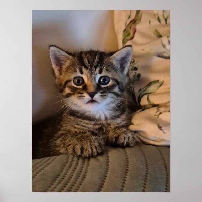 Poster Gatinho (Frente)