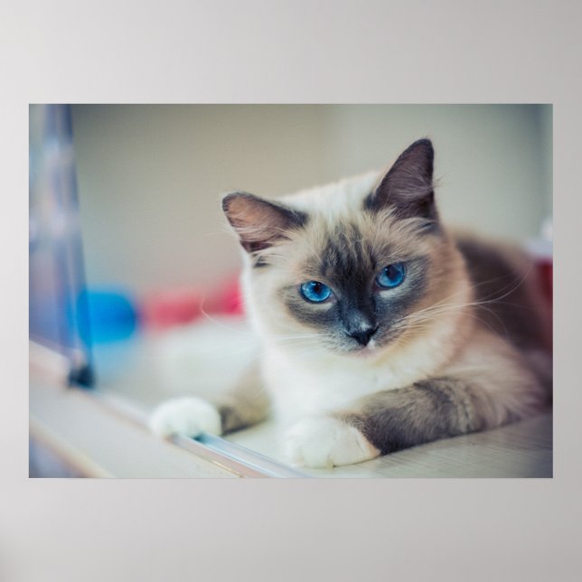 Póster Gatinho (Frente)