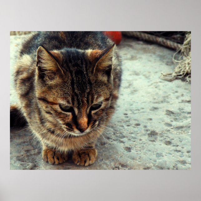 Póster Gatinho (Frente)