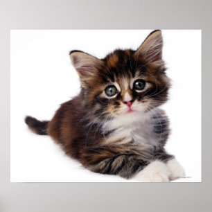 Póster Gatinho