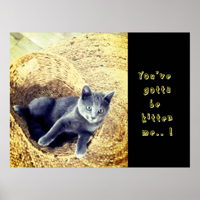 Poster Gatinho  (Frente)