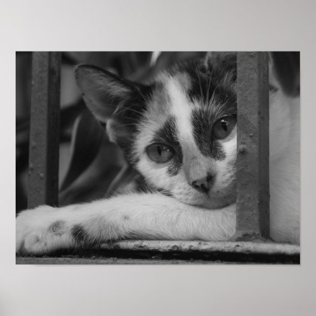 Poster Gatinho (Frente)