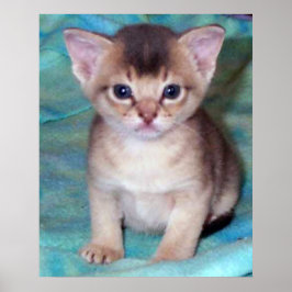 Póster Gatinho Abissínio - Quatro Semanas de Idade