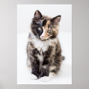 Póster Gatinho adorável da chita