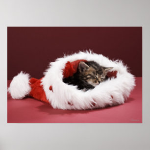 Póster Gatinho adormecido no chapéu do Natal