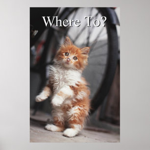 Poster Gatinho alaranjado do gato malhado