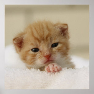 Póster Gatinho alaranjado minúsculo