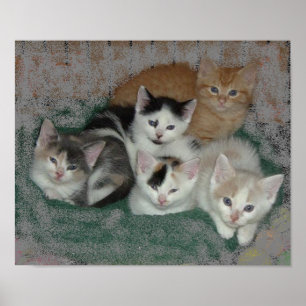 Póster Gatinho Amor